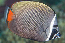 BD-150421-Maldives-7614-Chaetodon-collare.-Bloch.-1787-[Redtail-butterflyfish].jpg